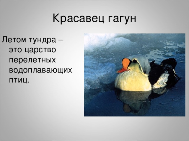 Красавец гагун 