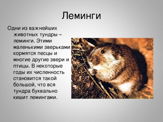 Леминги Одни из важнейших животных тундры – леминги. Этими маленькими зверьками кормятся песцы и многие другие звери и птицы. В некоторые годы их численность становится такой большой, что вся тундра буквально кишит лемингами. 