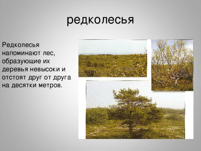 Редколесья напоминают лес, образующие их деревья невысоки и отстоят друг от друга на десятки метров. 