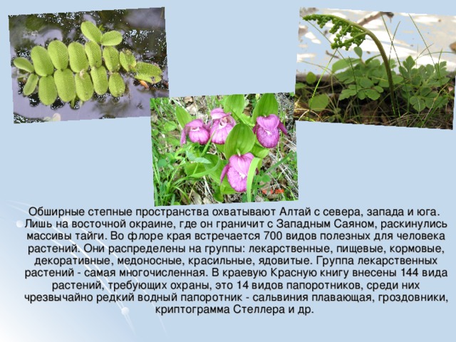  Обширные степные пространства охватывают Алтай с севера, запада и юга. Лишь на восточной окраине, где он граничит с Западным Саяном, раскинулись массивы тайги. Во флоре края встречается 700 видов полезных для человека растений. Они распределены на группы: лекарственные, пищевые, кормовые, декоративные, медоносные, красильные, ядовитые. Группа лекарственных растений - самая многочисленная. В краевую Красную книгу внесены 144 вида растений, требующих охраны, это 14 видов папоротников, среди них чрезвычайно редкий водный папоротник - сальвиния плавающая, гроздовники, криптограмма Стеллера и др. 