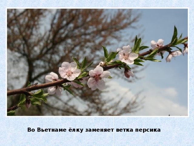 Во Вьетнаме ёлку заменяет ветка персика 
