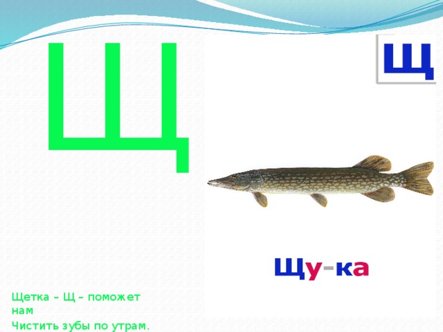 Щ Щетка – Щ – поможет нам Чистить зубы по утрам. 