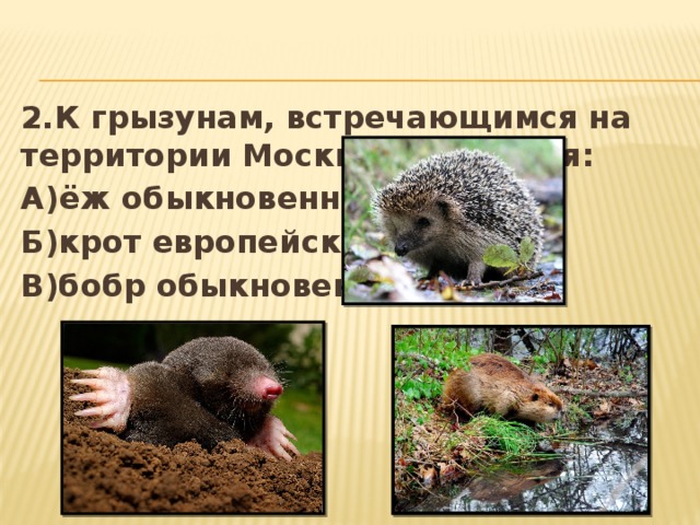 2.К грызунам, встречающимся на территории Москвы, относятся: А)ёж обыкновенный Б)крот европейский В)бобр обыкновенный 