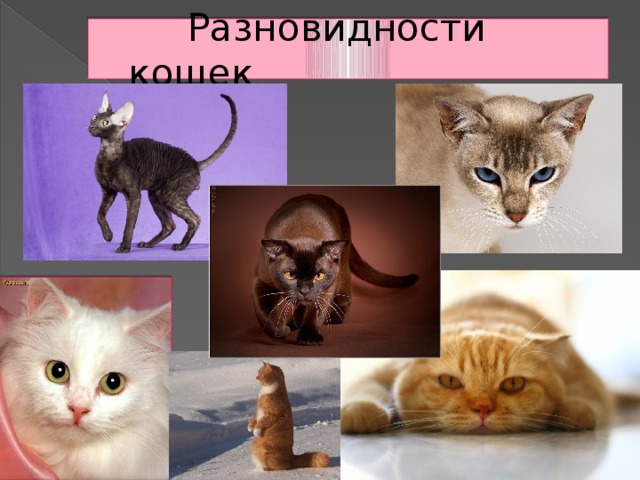  Разновидности кошек 