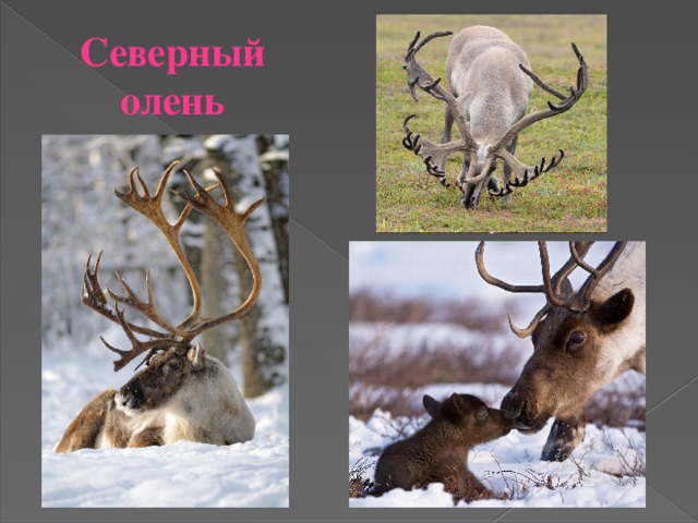 Северный олень 