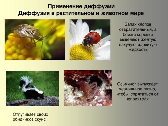  Применение диффузии Диффузия в растительном и животном мире Запах клопов отвратительный, а божьи коровки выделяют желтую пахучую ядовитую жидкость Осьминог выпускает чернильное пятно, чтобы спрятаться от неприятеля Отпугивает своих обидчиков скунс 