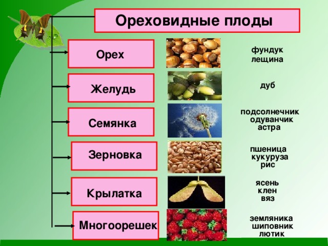 Ореховидные плоды фундук Орех лещина дуб Желудь подсолнечник одуванчик Семянка астра пшеница Зерновка кукуруза рис ясень клен Крылатка вяз земляника Многоорешек шиповник лютик 