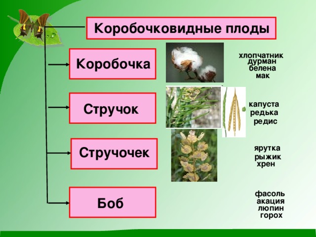 Коробочковидные плоды хлопчатник Коробочка дурман белена мак капуста Стручок редька редис ярутка Стручочек рыжик хрен фасоль Боб акация люпин горох 