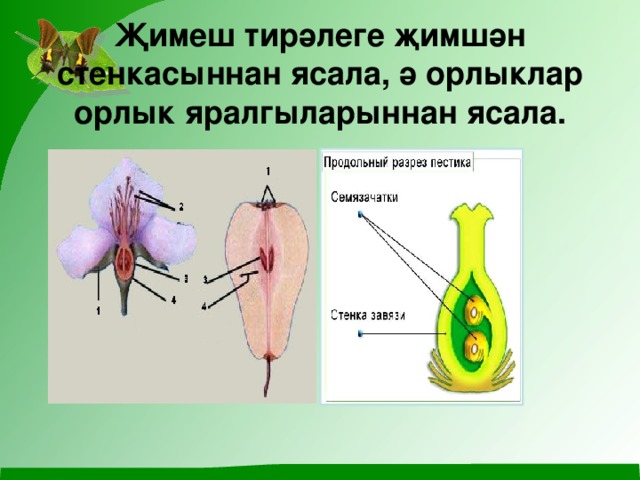 Җимеш тирәлеге җимшән стенкасыннан ясала, ә орлыклар орлык яралгыларыннан ясала. 
