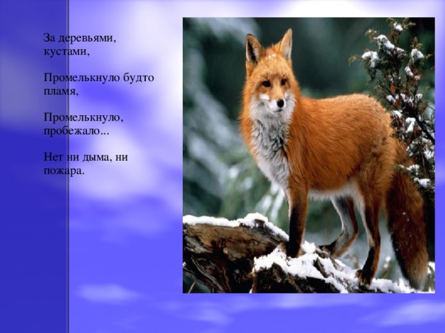 За деревьями, кустами, Промелькнуло будто пламя, Промелькнуло, пробежало... Нет ни дыма, ни пожара.