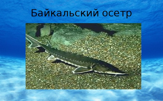 Байкальский осетр 