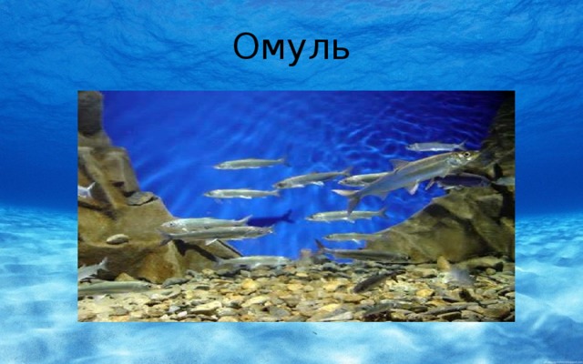 Омуль 