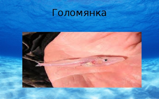 Голомянка 