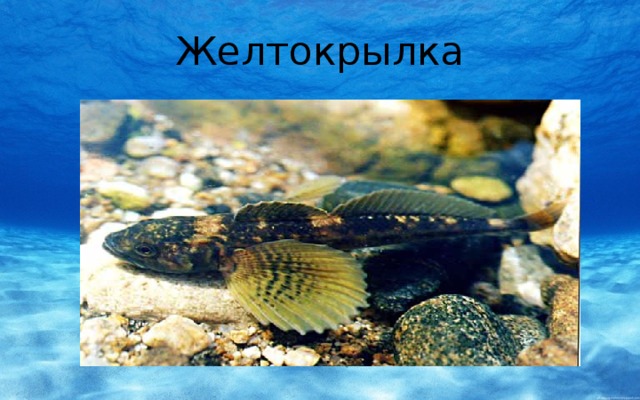 Желтокрылка 