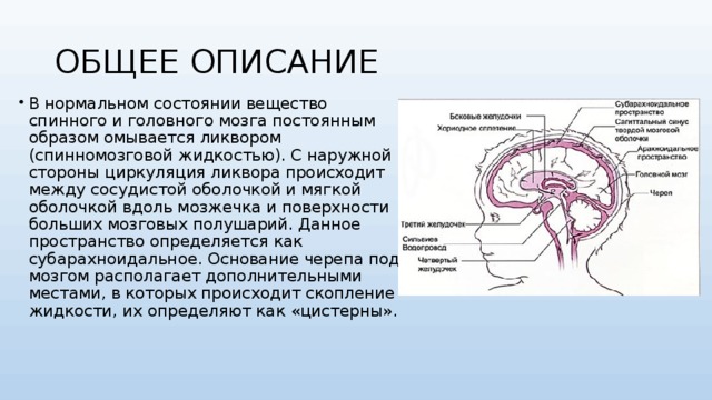 ОБЩЕЕ ОПИСАНИЕ В нормальном состоянии вещество спинного и головного мозга постоянным образом омывается ликвором (спинномозговой жидкостью). С наружной стороны циркуляция ликвора происходит между сосудистой оболочкой и мягкой оболочкой вдоль мозжечка и поверхности больших мозговых полушарий. Данное пространство определяется как субарахноидальное. Основание черепа под мозгом располагает дополнительными местами, в которых происходит скопление жидкости, их определяют как «цистерны».  
