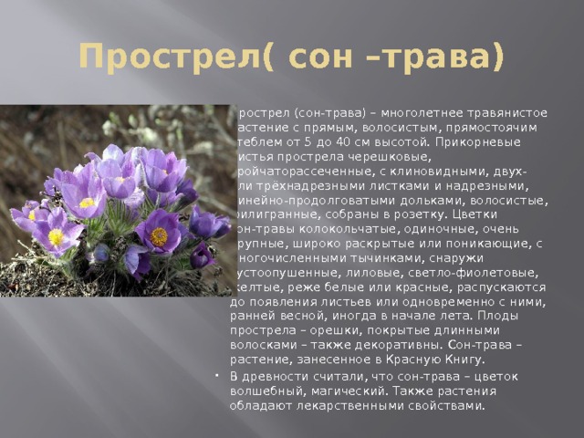 Прострел( сон –трава) Прострел (сон-трава) – многолетнее травянистое растение с прямым, волосистым, прямостоячим стеблем от 5 до 40 см высотой. Прикорневые листья прострела черешковые, тройчаторассеченные, с клиновидными, двух- или трёхнадрезными листками и надрезными, линейно-продолговатыми дольками, волосистые, филигранные, собраны в розетку. Цветки сон-травы колокольчатые, одиночные, очень крупные, широко раскрытые или поникающие, с многочисленными тычинками, снаружи густоопушенные, лиловые, светло-фиолетовые, желтые, реже белые или красные, распускаются до появления листьев или одновременно с ними, ранней весной, иногда в начале лета. Плоды прострела – орешки, покрытые длинными волосками – также декоративны. Сон-трава – растение, занесенное в Красную Книгу. В древности считали, что сон-трава – цветок волшебный, магический. Также растения обладают лекарственными свойствами. 