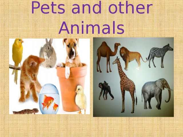 Pets and other Animals  