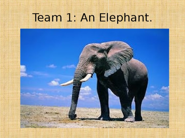 Team 1: An Elephant. 