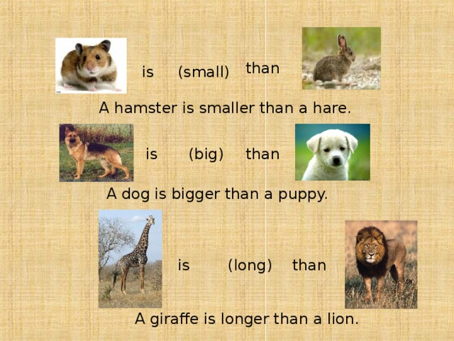 than is (small) A hamster is smaller than a hare. (big) than is A dog is bigger than a puppy. is (long) than A giraffe is longer than a lion. 