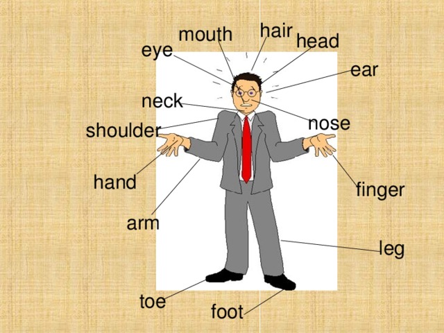 hair mouth head eye ear neck nose shoulder hand finger arm leg toe foot 