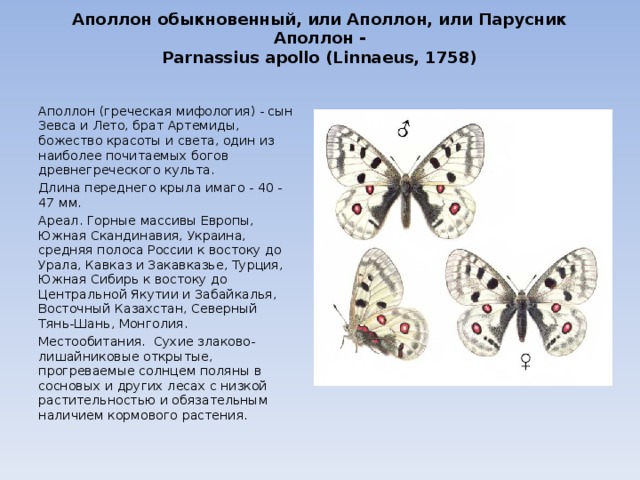 Аполлон обыкновенный, или Аполлон, или Парусник Аполлон -  Parnassius apollo (Linnaeus, 1758)   Аполлон (греческая мифология) - сын Зевса и Лето, брат Артемиды, божество красоты и света, один из наиболее почитаемых богов древнегреческого культа. Длина переднего крыла имаго - 40 - 47 мм. Ареал. Горные массивы Европы, Южная Скандинавия, Украина, средняя полоса России к востоку до Урала, Кавказ и Закавказье, Турция, Южная Сибирь к востоку до Центральной Якутии и Забайкалья, Восточный Казахстан, Северный Тянь-Шань, Монголия. Местообитания. Сухие злаково-лишайниковые открытые, прогреваемые солнцем поляны в сосновых и других лесах с низкой растительностью и обязательным наличием кормового растения. 