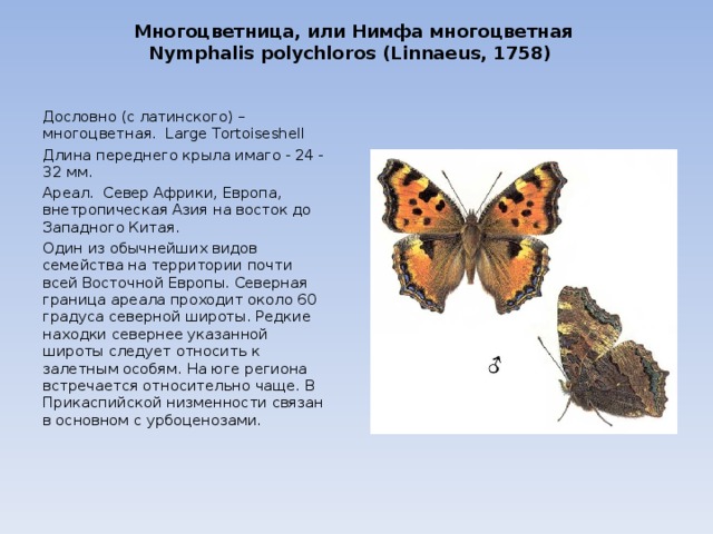 Многоцветница, или Нимфа многоцветная  Nymphalis polychloros (Linnaeus, 1758)   Дословно (с латинского) – многоцветная. Large Tortoiseshell Длина переднего крыла имаго - 24 - 32 мм. Ареал. Север Африки, Европа, внетропическая Азия на восток до Западного Китая. Один из обычнейших видов семейства на территории почти всей Восточной Европы. Северная граница ареала проходит около 60 градуса северной широты. Редкие находки севернее указанной широты следует относить к залетным особям. На юге региона встречается относительно чаще. В Прикаспийской низменности связан в основном с урбоценозами. 
