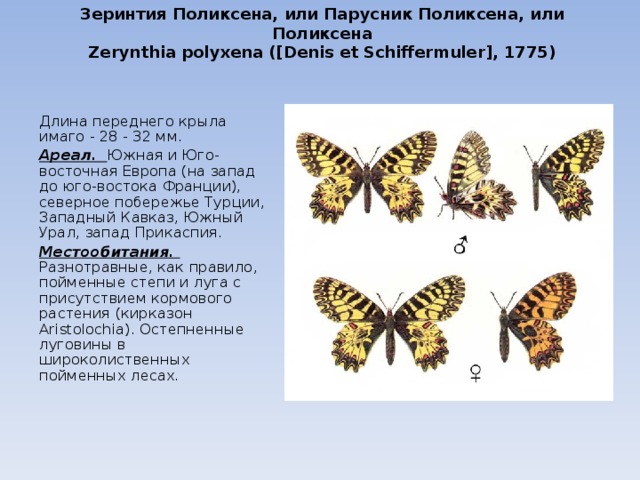 Зеринтия Поликсена, или Парусник Поликсена, или Поликсена  Zerynthia polyxena ([Denis et Schiffermuler], 1775)   Длина переднего крыла имаго - 28 - 32 мм. Ареал. Южная и Юго-восточная Европа (на запад до юго-востока Франции), северное побережье Турции, Западный Кавказ, Южный Урал, запад Прикаспия. Местообитания. Разнотравные, как правило, пойменные степи и луга с присутствием кормового растения (кирказон Aristolochia). Остепненные луговины в широколиственных пойменных лесах. 