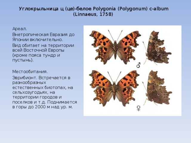 Углокрыльница ц (це)-белое Polygonia (Polygonum) c-album (Linnaeus, 1758) Ареал. Внетропическая Евразия до Японии включительно. Вид обитает на территории всей Восточной Европы (кроме пояса тундр и пустынь).   Местообитания. Эврибионт. Встречается в разнообразных естественных биотопах, на сельхозугодьях, на территории городов и поселков и т.д. Поднимается в горы до 2000 м над ур. м.   