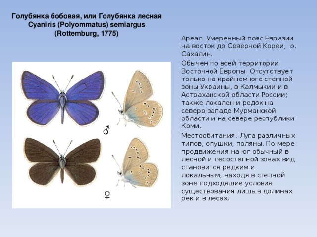 Голубянка бобовая, или Голубянка лесная Cyaniris (Polyommatus) semiargus (Rottemburg, 1775) Ареал. Умеренный пояс Евразии на восток до Северной Кореи, о. Сахалин. Обычен по всей территории Восточной Европы. Отсутствует только на крайнем юге степной зоны Украины, в Калмыкии и в Астраханской области России; также локален и редок на северо-западе Мурманской области и на севере республики Коми. Местообитания. Луга различных типов, опушки, поляны. По мере продвижения на юг обычный в лесной и лесостепной зонах вид становится редким и локальным, находя в степной зоне подходящие условия существования лишь в долинах рек и в лесах. 