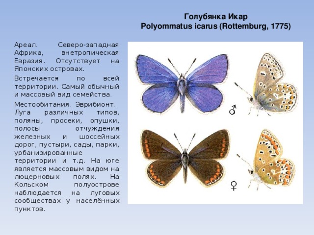 Голубянка  Икар Polyommatus icarus (Rottemburg, 1775) Ареал. Северо-западная Африка, внетропическая Евразия. Отсутствует на Японских островах. Встречается по всей территории. Самый обычный и массовый вид семейства. Местообитания. Эврибионт. Луга различных типов, поляны, просеки, опушки, полосы отчуждения железных и шоссейных дорог, пустыри, сады, парки, урбанизированные территории и т.д. На юге является массовым видом на люцерновых полях. На Кольском полуострове наблюдается на луговых сообществах у населённых пунктов. 