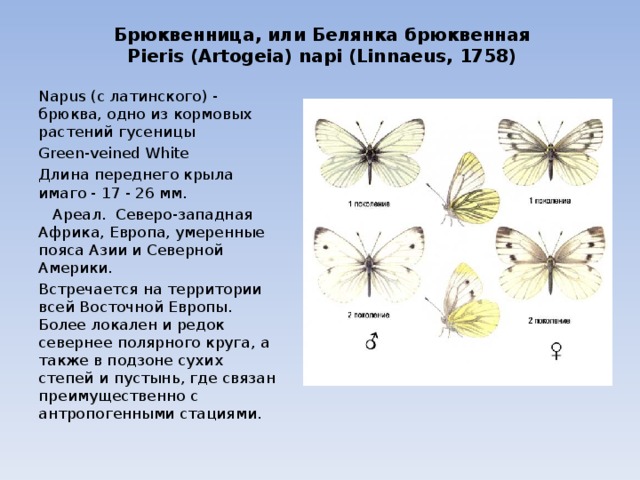 Брюквенница, или Белянка брюквенная  Pieris (Artogeia) napi (Linnaeus, 1758) Napus (с латинского) - брюква, одно из кормовых растений гусеницы Green - veined White Длина переднего крыла имаго - 17 - 26 мм.  Ареал. Северо-западная Африка, Европа, умеренные пояса Азии и Северной Америки. Встречается на территории всей Восточной Европы. Более локален и редок севернее полярного круга, а также в подзоне сухих степей и пустынь, где связан преимущественно с антропогенными стациями. 