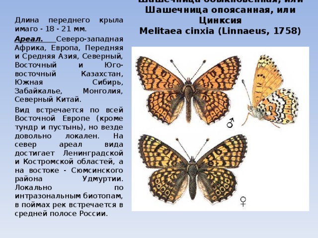   Шашечница обыкновенная, или Шашечница опоясанная, или Цинксия  Melitaea cinxia (Linnaeus, 1758) Длина переднего крыла имаго - 18 - 21 мм. Ареал. Северо-западная Африка, Европа, Передняя и Средняя Азия, Северный, Восточный и Юго-восточный Казахстан, Южная Сибирь, Забайкалье, Монголия, Северный Китай. Вид встречается по всей Восточной Европе (кроме тундр и пустынь), но везде довольно локален. На север ареал вида достигает Ленинградской и Костромской областей, а на востоке - Сюмсинского района Удмуртии. Локально по интразональным биотопам, в поймах рек встречается в средней полосе России. 