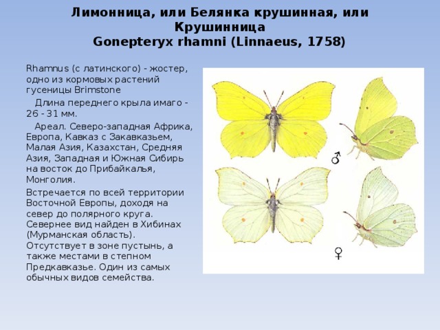 Лимонница, или Белянка крушинная, или Крушинница  Gonepteryx rhamni (Linnaeus, 1758) Rhamnus (с латинского) - жостер, одно из кормовых растений гусеницы Brimstone  Длина переднего крыла имаго - 26 - 31 мм.  Ареал. Северо-западная Африка, Европа, Кавказ с Закавказьем, Малая Азия, Казахстан, Средняя Азия, Западная и Южная Сибирь на восток до Прибайкалья, Монголия. Встречается по всей территории Восточной Европы, доходя на север до полярного круга. Севернее вид найден в Хибинах (Мурманская область). Отсутствует в зоне пустынь, а также местами в степном Предкавказье. Один из самых обычных видов семейства. 
