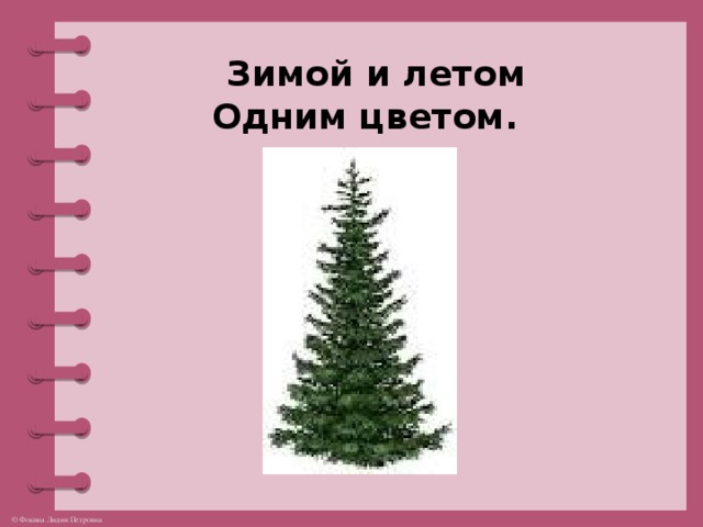 Зимой и летом  Одним цветом.