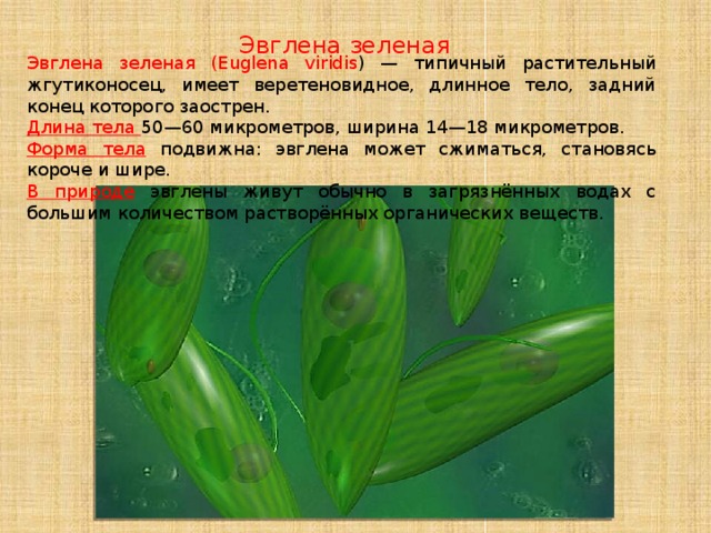 Эвглена зеленая Эвглена зеленая (Euglena viridis ) — типичный растительный жгутиконосец, имеет веретеновидное, длинное тело, задний конец которого заострен. Длина тела 50—60 микрометров, ширина 14—18 микрометров. Форма тела  подвижна: эвглена может сжиматься, становясь короче и шире. В природе эвглены живут обычно в загрязнённых водах с большим количеством растворённых органических веществ. 