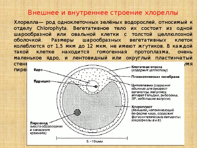 Внешнее и внутреннее строение хлореллы Хлорелла— род одноклеточных зелёных водорослей, относимый к отделу Chlorophyta. Вегетативное тело их состоит из одной шарообразной или овальной клетки с толстой целлюлозной оболочкой. Размеры шарообразных вегетативных клеток колеблются от 1,5 мкм до 12 мкм, не имеют жгутиков. В каждой такой клетке находится гомогенная протоплазма, очень маленькое ядро, и лентовидный или округлый пластинчатый стенкоположный хроматофор с одним или, реже, с двумя пиреноидами. Автотрофный тип питания 