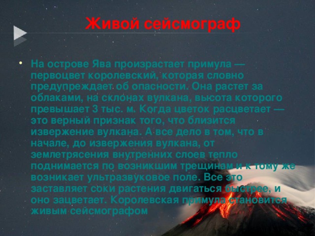 Живой сейсмограф На острове Ява произрастает примула — первоцвет королевский, которая словно предупреждает об опасности. Она растет за облаками, на склонах вулкана, высота которого превышает 3 тыс. м. Когда цветок расцветает — это верный признак того, что близится извержение вулкана. А все дело в том, что в начале, до извержения вулкана, от землетрясения внутренних слоев тепло поднимается по возникшим трещинам и к тому же возникает ультразвуковое поле. Все это заставляет соки растения двигаться быстрее, и оно зацветает. Королевская примула становится живым сейсмографом  