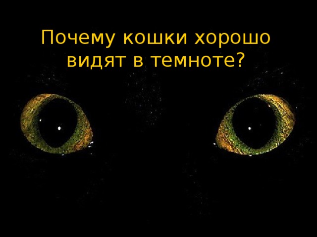Почему кошки хорошо видят в темноте? 