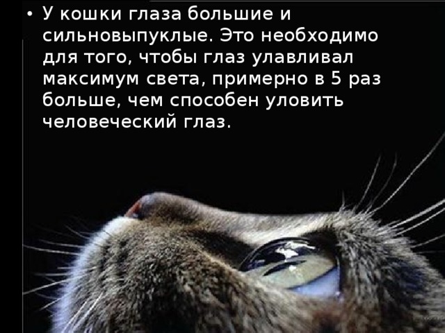 У кошки глаза большие и сильновыпуклые. Это необходимо для того, чтобы глаз улавливал максимум света, примерно в 5 раз больше, чем способен уловить человеческий глаз. 