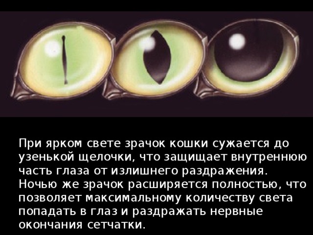 При ярком свете зрачок кошки сужается до узенькой щелочки, что защищает внутреннюю часть глаза от излишнего раздражения. Ночью же зрачок расширяется полностью, что позволяет максимальному количеству света попадать в глаз и раздражать нервные окончания сетчатки. При ярком свете зрачок кошки сужается до узенькой щелочки, что защищает внутреннюю часть глаза от излишнего раздражения. Ночью же зрачок расширяется полностью, что позволяет максимальному количеству света попадать в глаз и раздражать нервные окончания сетчатки. 