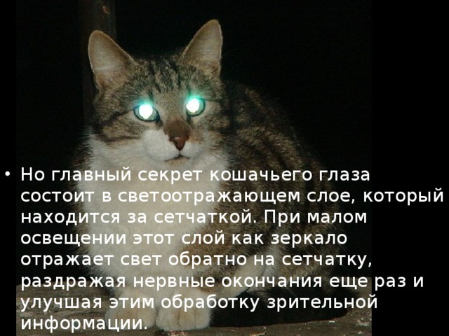 Но главный секрет кошачьего глаза состоит в светоотражающем слое, который находится за сетчаткой. При малом освещении этот слой как зеркало отражает свет обратно на сетчатку, раздражая нервные окончания еще раз и улучшая этим обработку зрительной информации. 