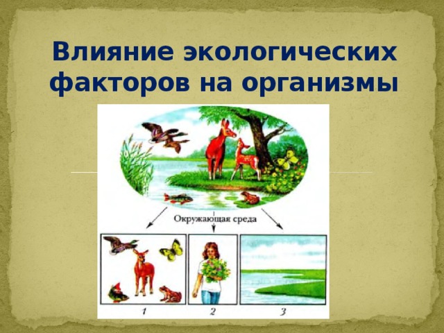 Влияние экологических факторов на организмы 