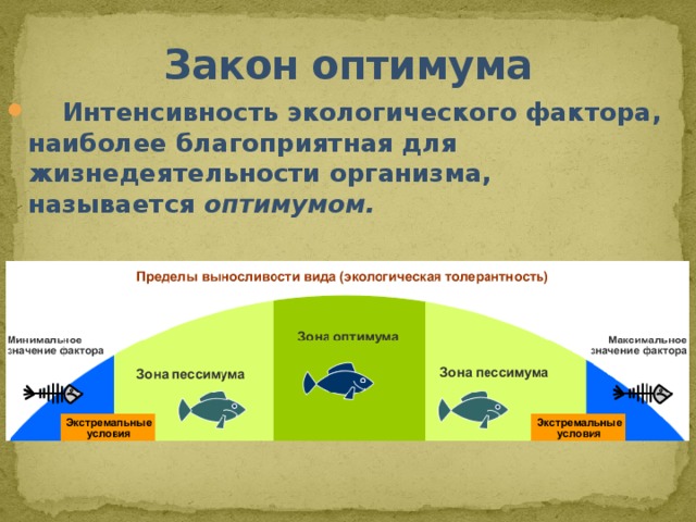 Закон оптимума  Интенсивность экологического фактора, наиболее благоприятная для жизнедеятельности организма, называется оптимумом. 