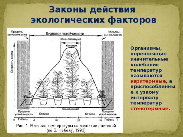 Законы действия  экологических факторов Организмы, переносящие значительные колебания температур называются эвритермные , а приспособленные к узкому интервалу температур – стенотермные. 