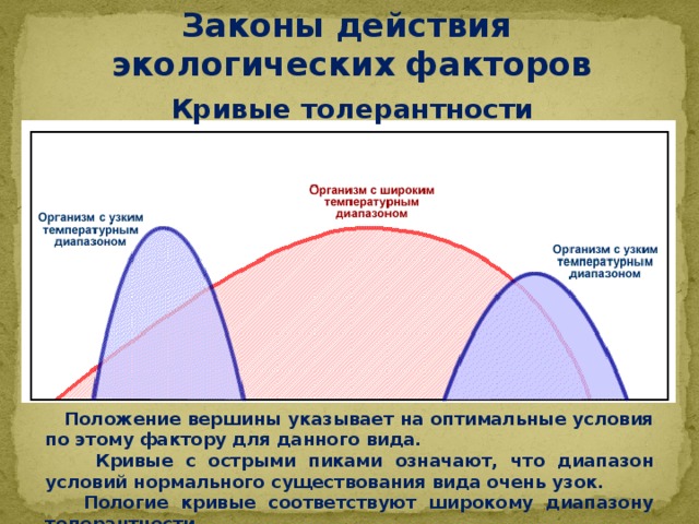Законы действия экологических факторов Кривые толерантности  Положение вершины указывает на оптимальные условия по этому фактору для данного вида.  Кривые с острыми пиками означают, что диапазон условий нормального существования вида очень узок.  Пологие кривые соответствуют широкому диапазону толерантности. 