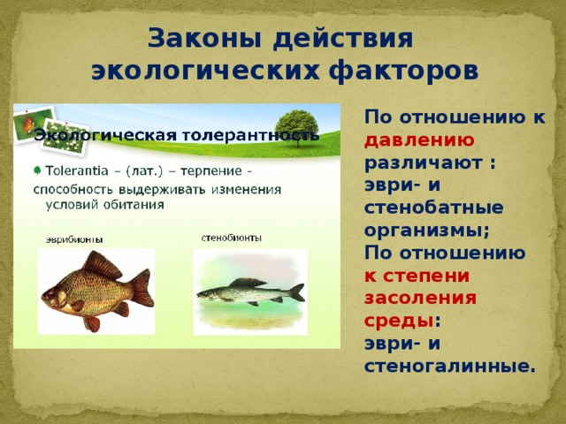 Законы действия экологических факторов По отношению к давлению различают : эври- и стенобатные организмы; По отношению к степени засоления среды : эври- и стеногалинные. 