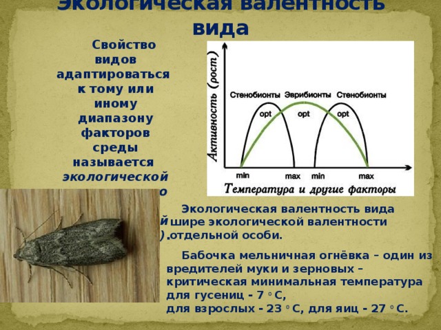 Экологическая валентность вида  Свойство видов адаптироваться к тому или иному диапазону факторов среды называется экологической пластичностью (или экологической валентностью) .     Экологическая валентность вида шире экологической валентности отдельной особи.  Бабочка мельничная огнёвка – один из вредителей муки и зерновых – критическая минимальная температура для гусениц - 7   С, для взрослых - 23   С, для яиц - 27   С.    