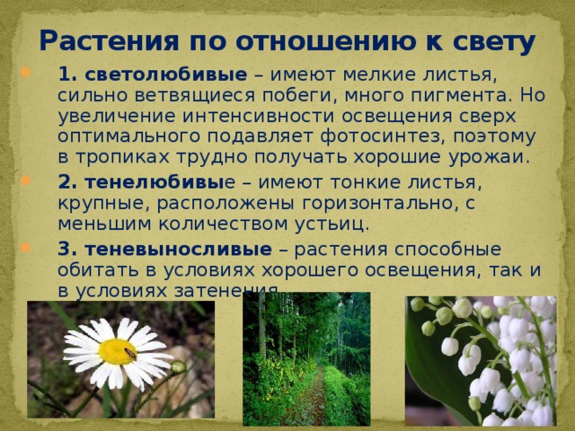Растения по отношению к свету 1. светолюбивые – имеют мелкие листья, сильно ветвящиеся побеги, много пигмента. Но увеличение интенсивности освещения сверх оптимального подавляет фотосинтез, поэтому в тропиках трудно получать хорошие урожаи. 2. тенелюбивы е – имеют тонкие листья, крупные, расположены горизонтально, с меньшим количеством устьиц. 3. теневыносливые – растения способные обитать в условиях хорошего освещения, так и в условиях затенения. 