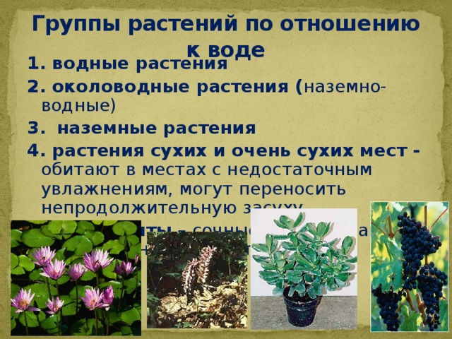 Группы растений по отношению к воде 1. водные растения  2. околоводные растения ( наземно-водные) 3.  наземные растения 4. растения сухих и очень сухих мест - обитают в местах с недостаточным увлажнениям, могут переносить непродолжительную засуху 5. суккуленты – сочные, накапливают воду в тканях своего тела 
