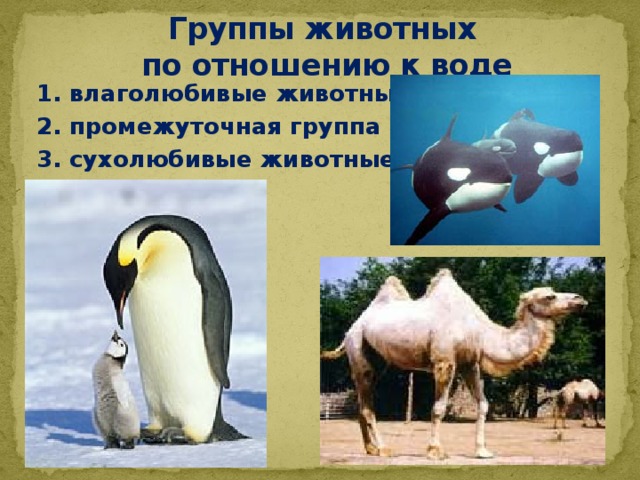 Группы животных  по отношению к воде 1. влаголюбивые животные 2. промежуточная группа 3. сухолюбивые животные 